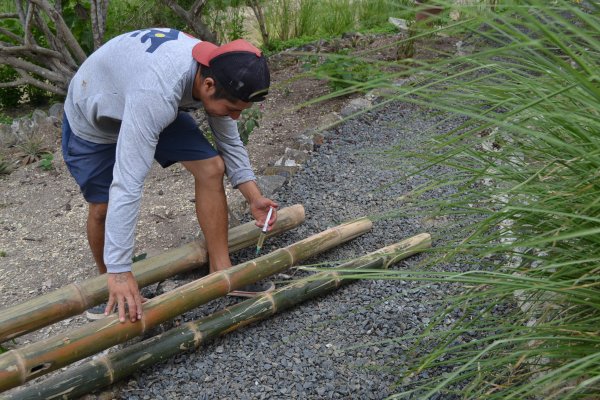 Preparing Bamboo